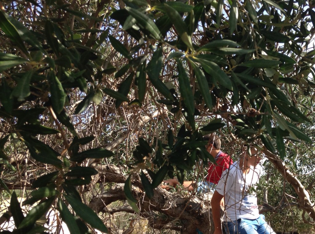 Gli ulivi liberati